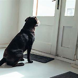 https://dogtrainingelite.com/oak/files/blog/dog-separation-anxiety-home.jpeg