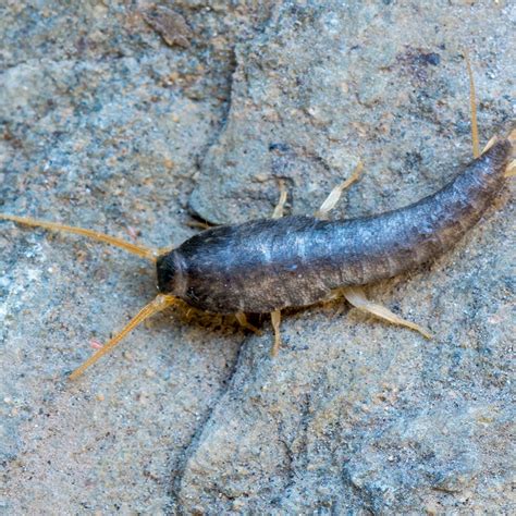 Silverfish Infestation