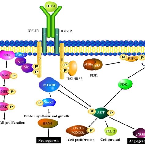 Image result for IGF Insurance