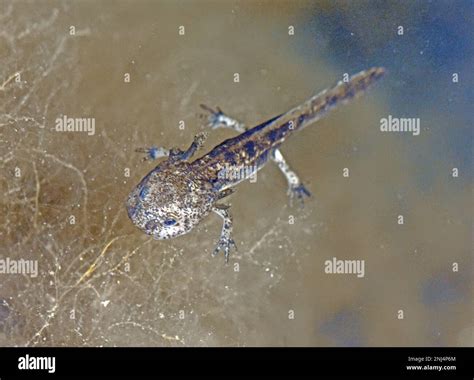 Salamander- young phase under water Stock Photo - Alamy