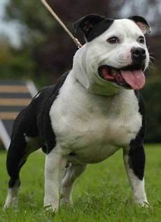alimentazione amstaff free pitbull staffordshire bull terrier alimentazione amstaff free pitbull staffordshire bull terrier