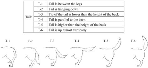 Dogs’ Body Language Relevant to Learning Achievement