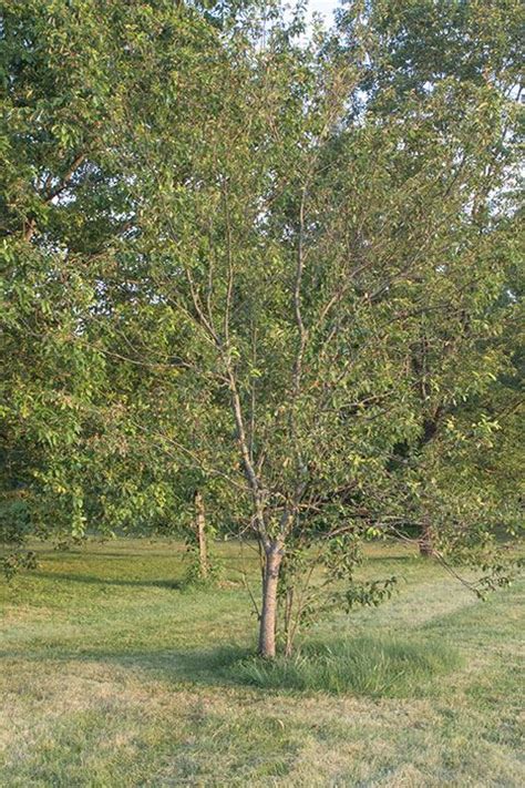 Amelanchier arborea - Downy serviceberry | State Botanical Garden of ...