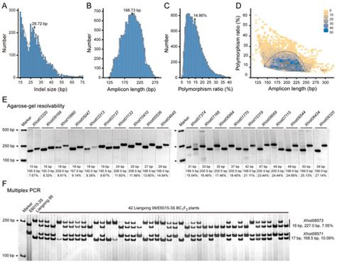 Development of Genome-Wide Unique Indel Markers for a Heat-Sensitive ...