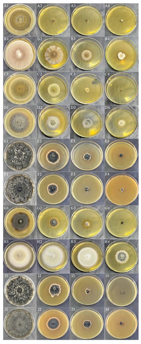 Study on the Biological Characteristics of Dark Septate Endophytes ...