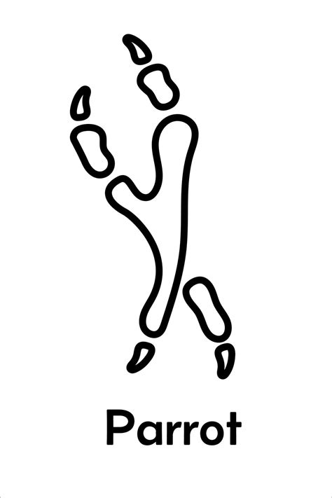 Parrot Footprint - anatomy of quaker parrot foot
