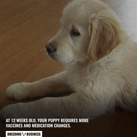 Puppy Development – Week By Week Timeline (Growth, Needs, Diet)