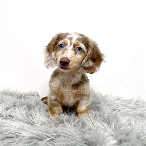 Chocolate And Tan Dapple Dachshund Chocolate Tan Dapple Dachshund 2025