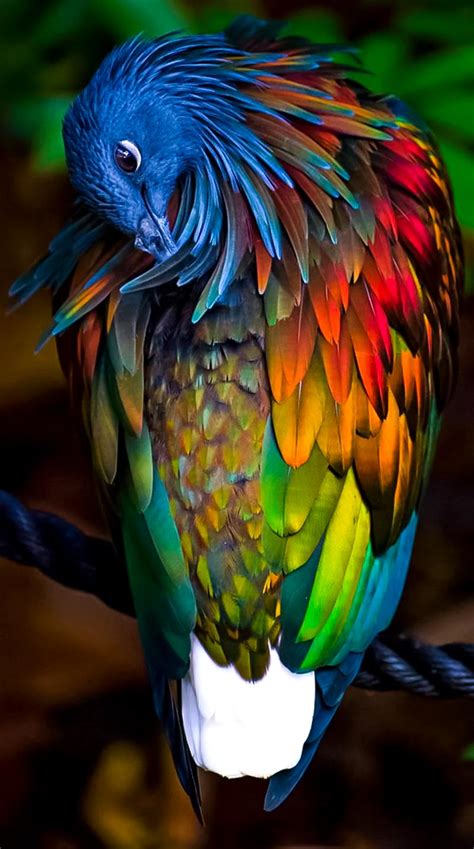 Image result for Colourful Birds Compilation