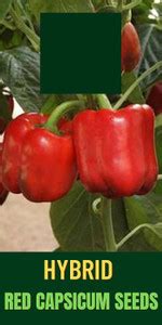 VibeX Capsicum Seed Price in India - Buy VibeX Capsicum Seed online at ...