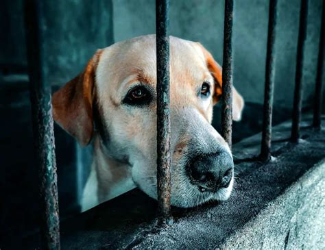 Times of Madeira | Breaking News | Culture & Politics