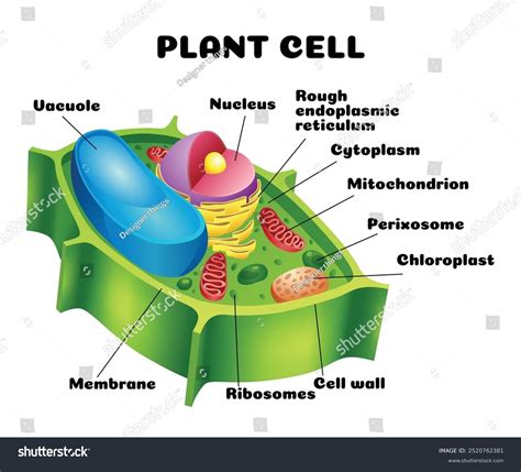 Cell Structure 的图像结果