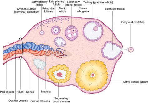 Reproductive anatomy: Gross and Microscopic Clinical Correlations - Clinical Tree