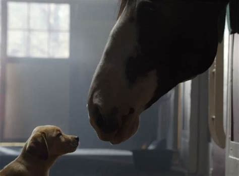 Budweiser Dog Commercial 的图像结果
