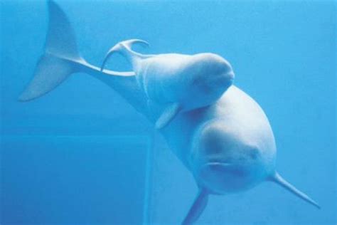 广西发现的粉色海豚到底是什么？为何有“水上大熊猫”之称？ - 知乎