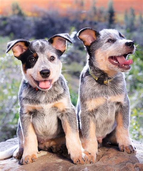 Information About Dogs 的图像结果