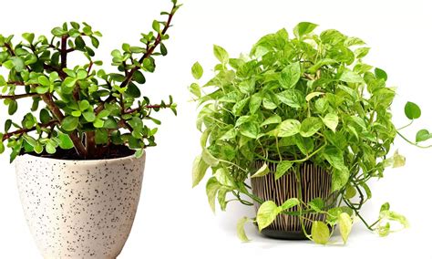 Plant Gifts: 20 Meaningful Plants to to Give as Gifts