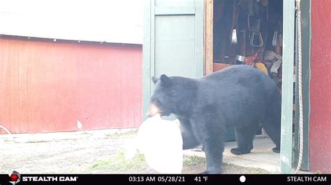 Trail Cam Pics - Rainy Pass Lodge