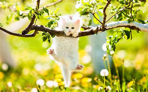 Spring Animals Wallpapers on WallpaperDog
