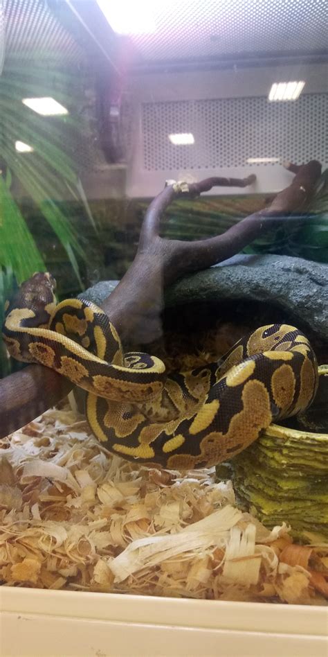 Image result for PetSmart Python