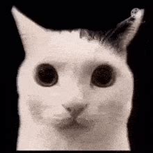 Image result for Cat II Algorithm