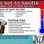 Image result for Bunny Care Sheet
