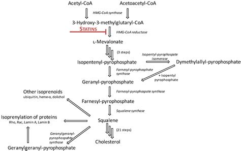Molecular Mechanisms Underlying the Effects of Statins in the Central ...