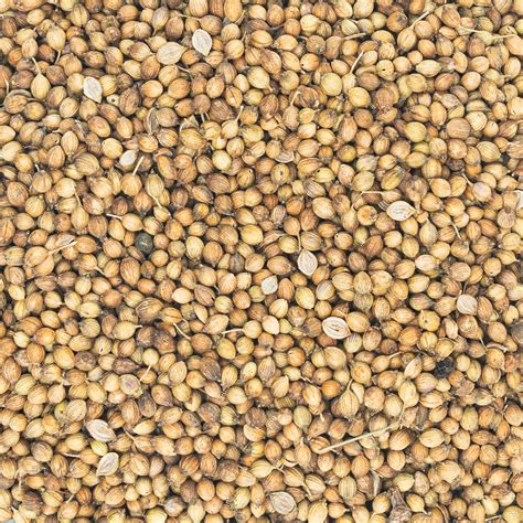 Coriander from West Bengal – amar khamar