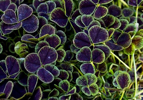 Five Leaf Clover Meaning on Whats-Your-Sign.com