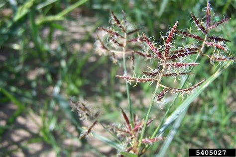 purple nutsedge (Cyperus rotundus L.)