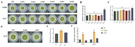 Chitin Deacetylase Homologous Gene cda Contributes to Development and ...