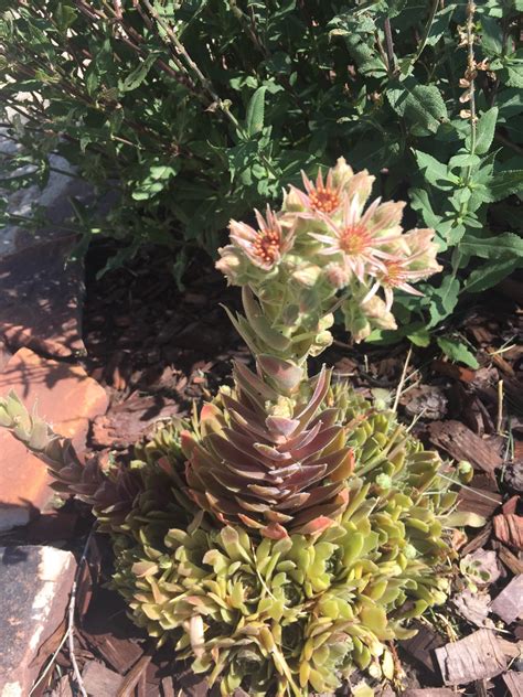 My hen and chicks bloomed :) : r/succulents