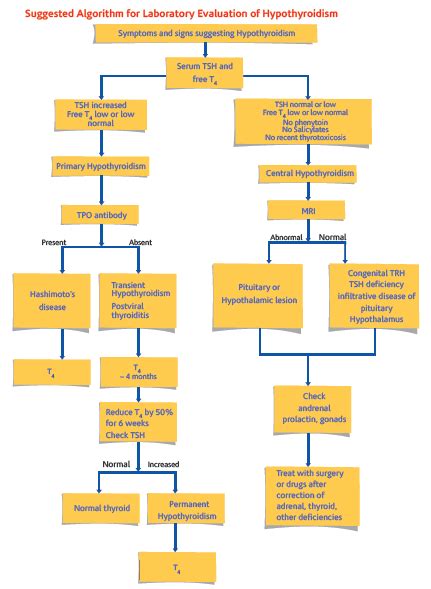 Image result for Hypothyroidism Treatment Algorithm