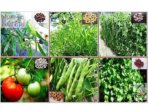Buy Seed Stores: Hybrid Vegetable Seeds: Kit Of 6 Items For Kitchen ...