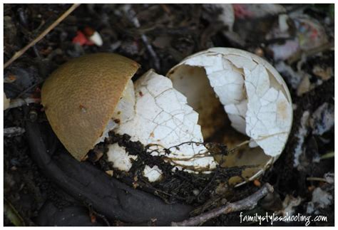Image result for Directly Composting with PVC Pipes