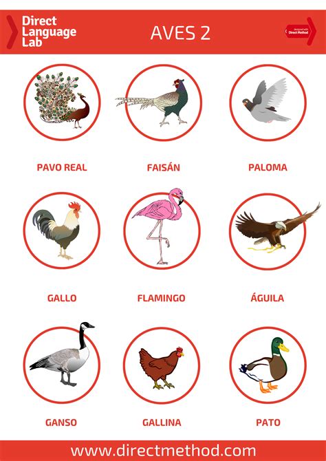 Aves 2 - Birds in Spanish