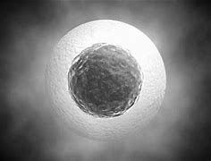 卵细胞 的图像结果