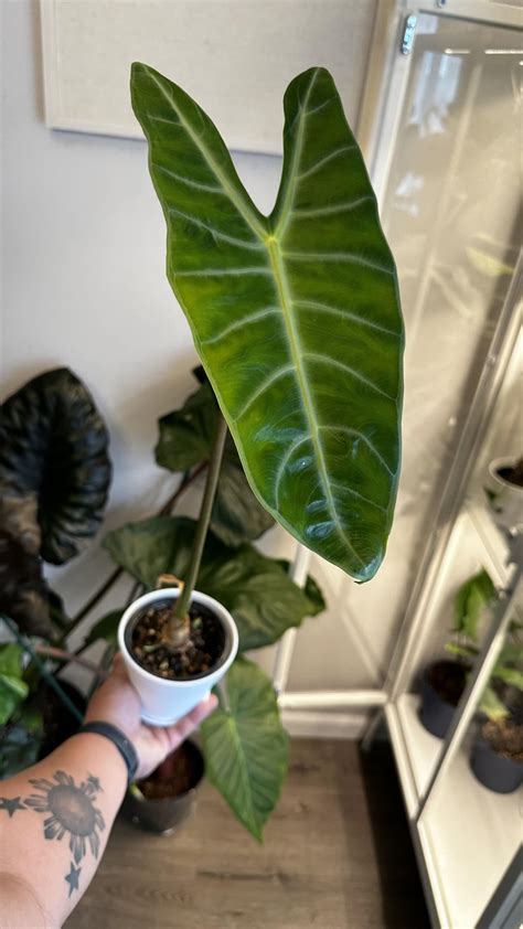 Alocasia Longiloba . Killed off its two leaves and popped out this HUGE ...