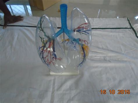 Biological Models - Human Heart Jumbo Teaching Aids Manufacturer from ...