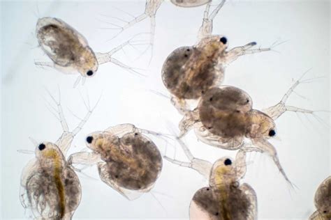 What Fish Eat Water Fleas? A Guide For Aquarium Keepers