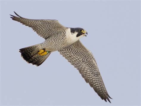 Halcón peregrino - eBird
