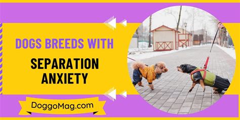 Image result for How to Help Dogs with Separation Anxiety