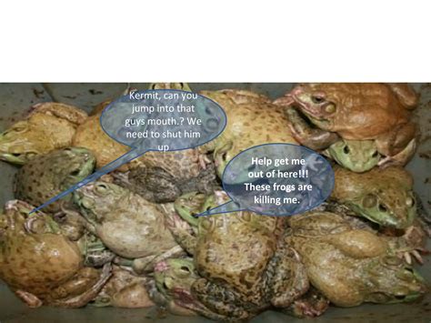 Plague of frogs | PPT | Reptiles | Pets