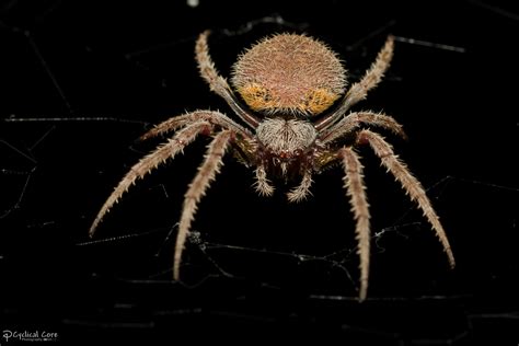 Tropical orb weaver spider underside by CyclicalCore on DeviantArt