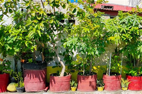 Image result for Avocado Tree Pruning