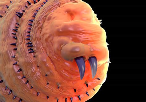 Image result for Bot Fly Control