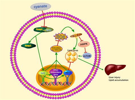 Cyanate Induces Oxidative Stress Injury and Abnormal Lipid Metabolism ...