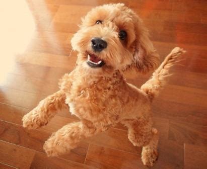 Cockapoo Biting 的图像结果