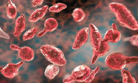 Moxifloxacin More Effective than Azithromycin for Mycoplasma Genitalium ...