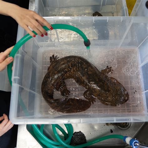This Salamander Is The Largest Amphibian In The World